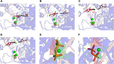 Translocation pause of remdesivir-containing primer/template RNA duplex within SARS-CoV-2’s RNA polymerase complexes